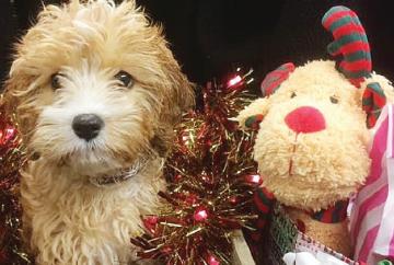 We have got a range of gifts for your pets