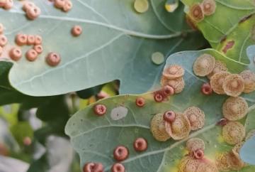 Lengthen growing season with more to enjoy