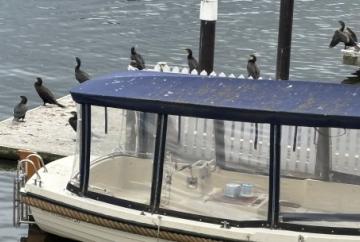 Cormorants on parade