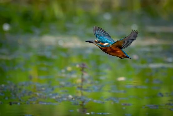 Photographer who searches for &lsquo;eye to eye&rsquo; moments