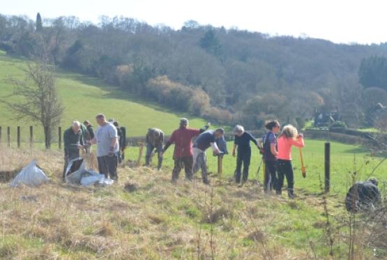 New hedge to help wildlife