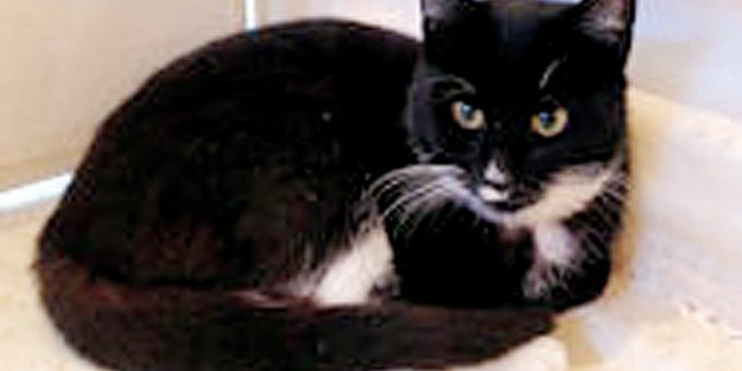 More animals abandoned