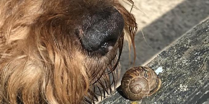 Lungworm hits Henley — so here’s what to watch out for