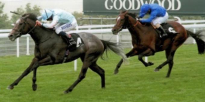 Retired racehorse is enjoying whole new lease of life as a show horse