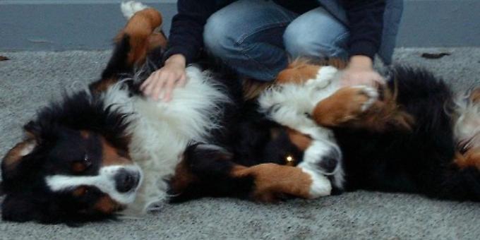 Don’t let yourself or your pets be dogged by stress