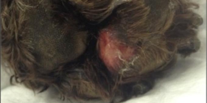 Dog owners told to watch out for ‘Rot’