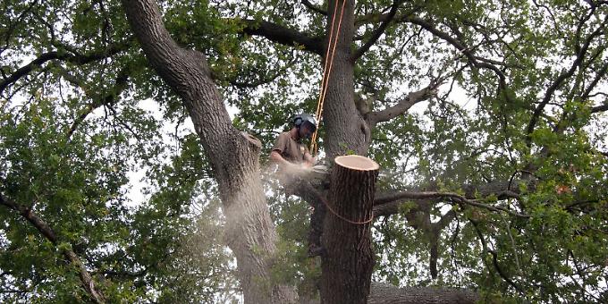 Tree surgeon team with wealth of experience