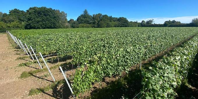 Technology entrepreneur wins wine award with first vintage