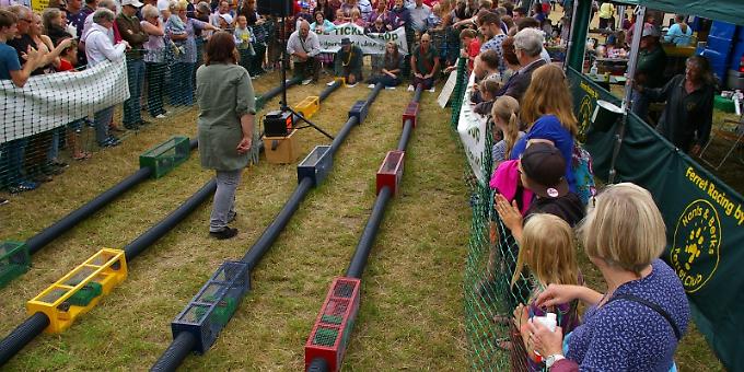 Watch ferrets race along an obstacle course and then meet them too