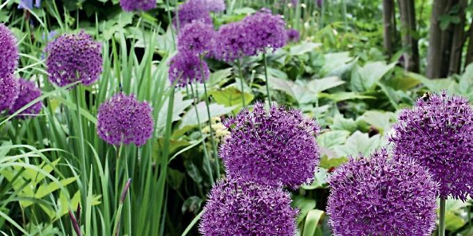 Enjoy nature’s time to plan your garden this autumn