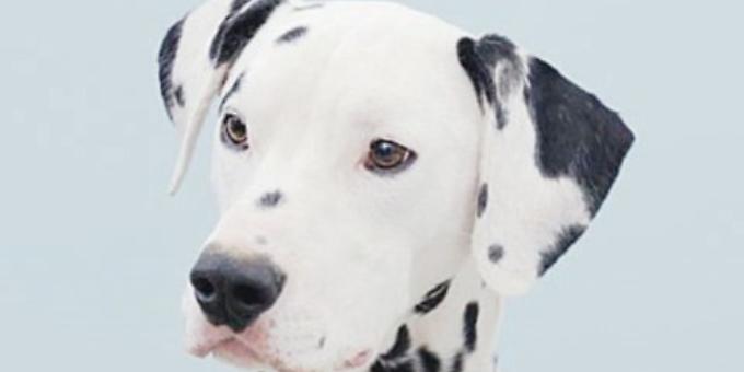 Pet photography studios are 'popping up'