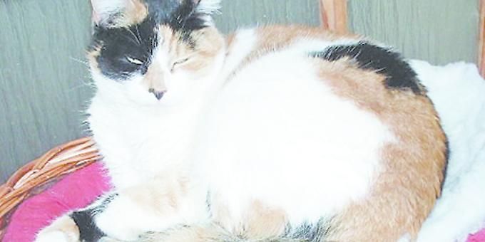 The cat whisperer can help