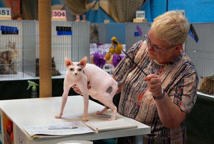 International Cat Show brings world-class felines to Windsor