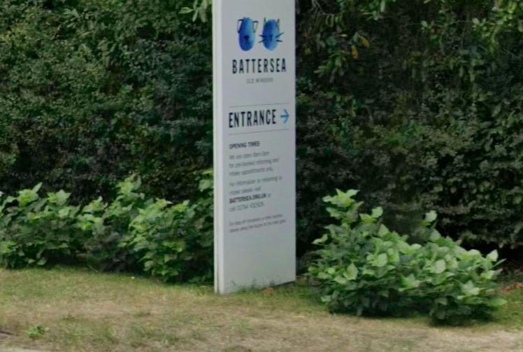 Battersea Old Windsor appeals for more foster carers 