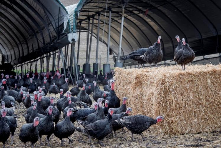 Turkeys taught not to fear bangs