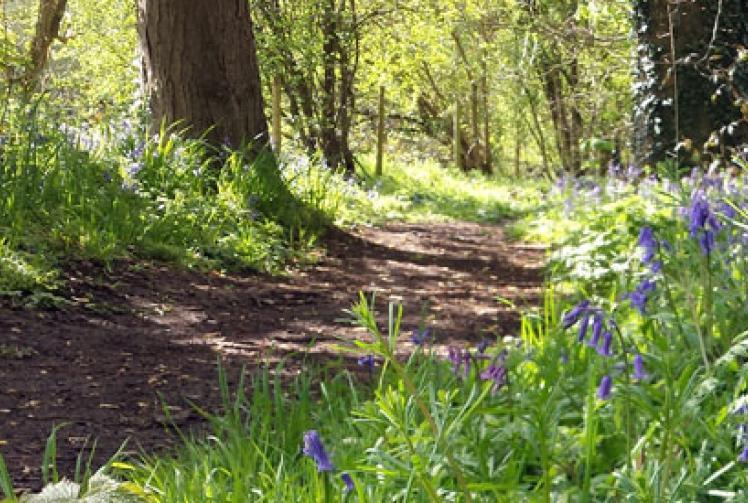 Parkrun comes to Henley