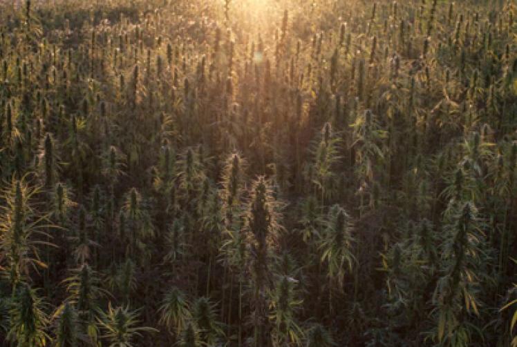 Hemp farm to appeal licence refusal