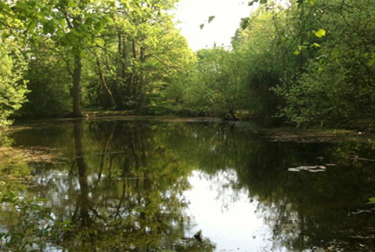 Appeal launched to stop ponds from running dry