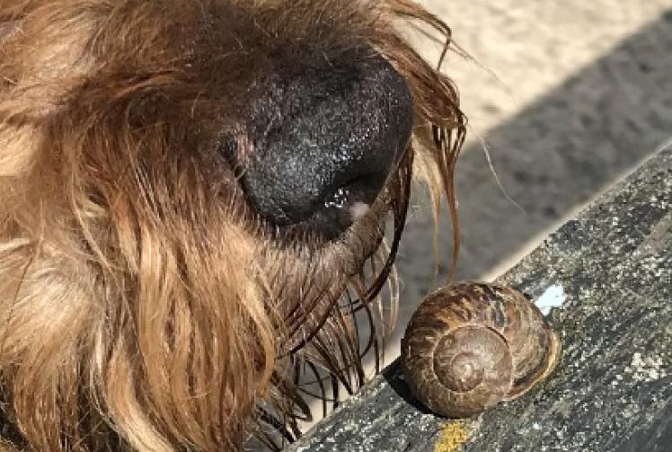 Lungworm hits Henley — so here’s what to watch out for