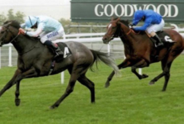 Retired racehorse is enjoying whole new lease of life as a show horse