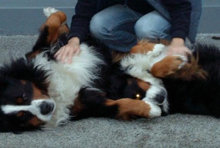 Don’t let yourself or your pets be dogged by stress