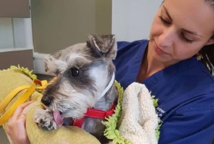 Bertie the Miniature Schnauzer proves miracles can and do happen