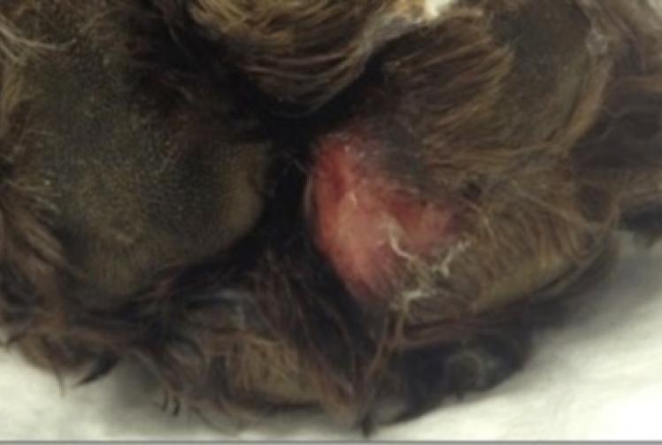 Dog owners told to watch out for ‘Rot’