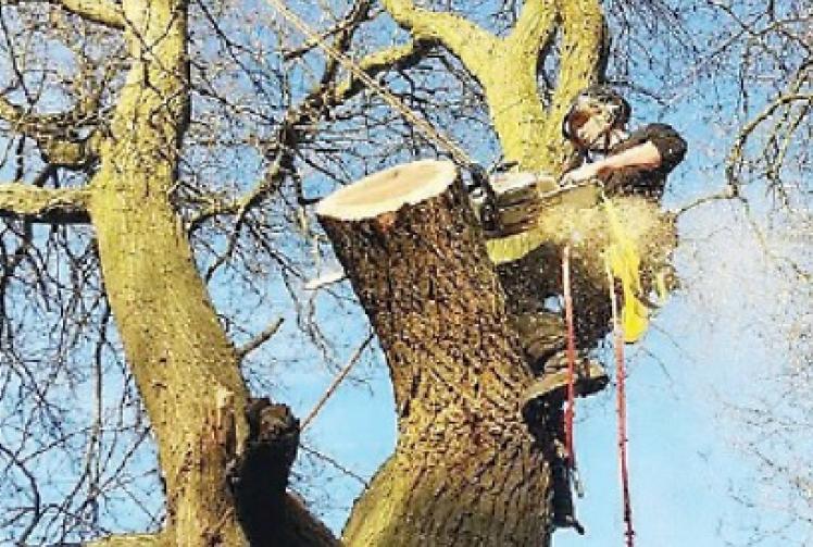Tree surgeon enjoys living the high life 