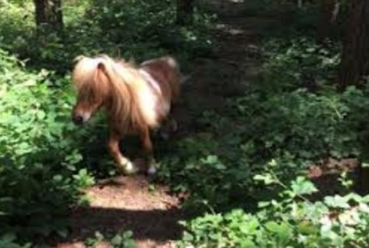 Come celebrate Easter with our friendly animals