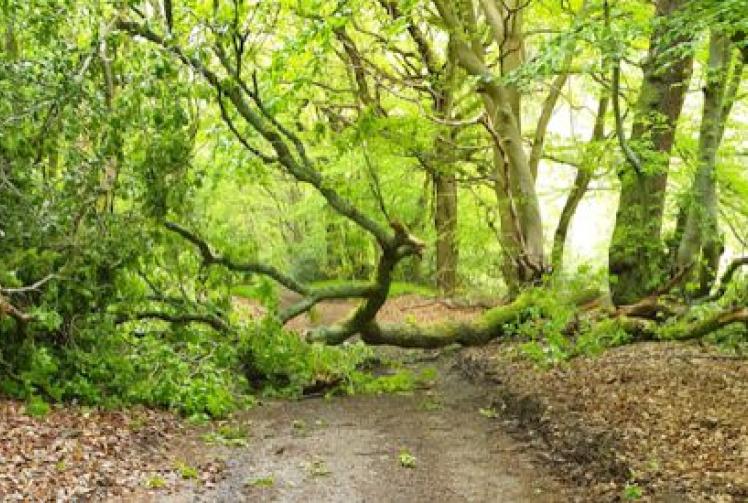 Well done for clearing fallen tree