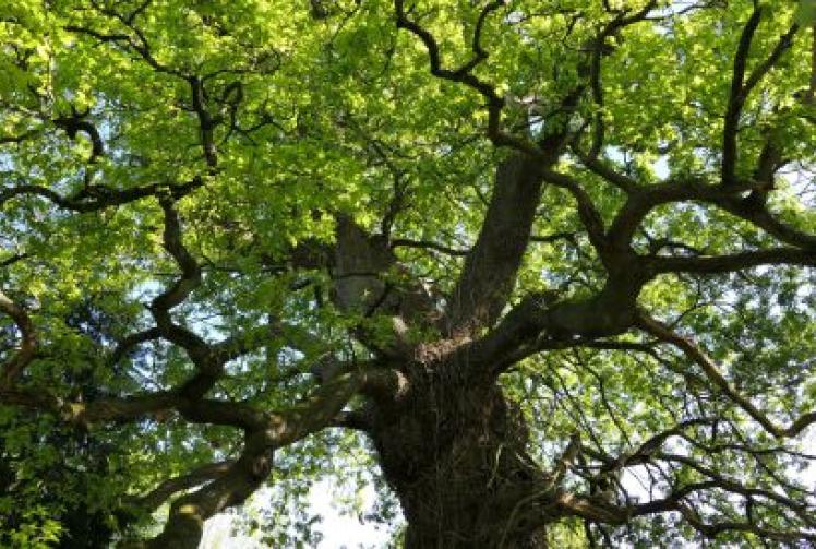 Strolling through vibrant riverside pasture feels like heaven on earth