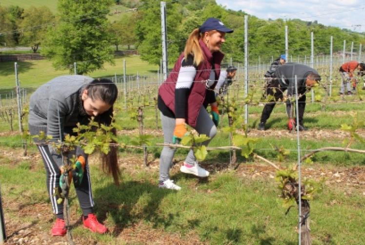 Mixed fortunes for local food and wine producers