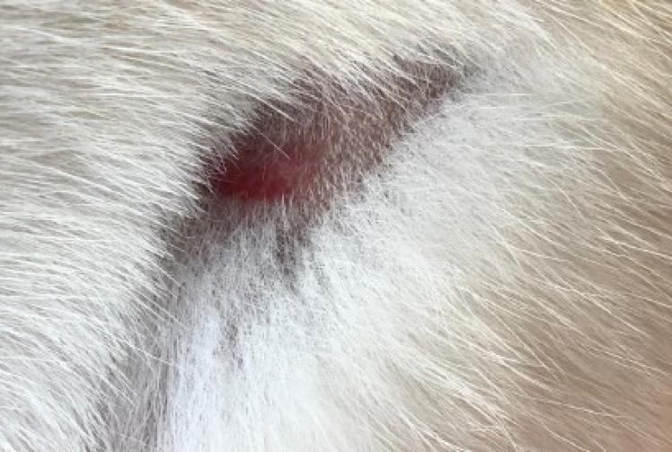 Dog’s chest cavity punctured in attack