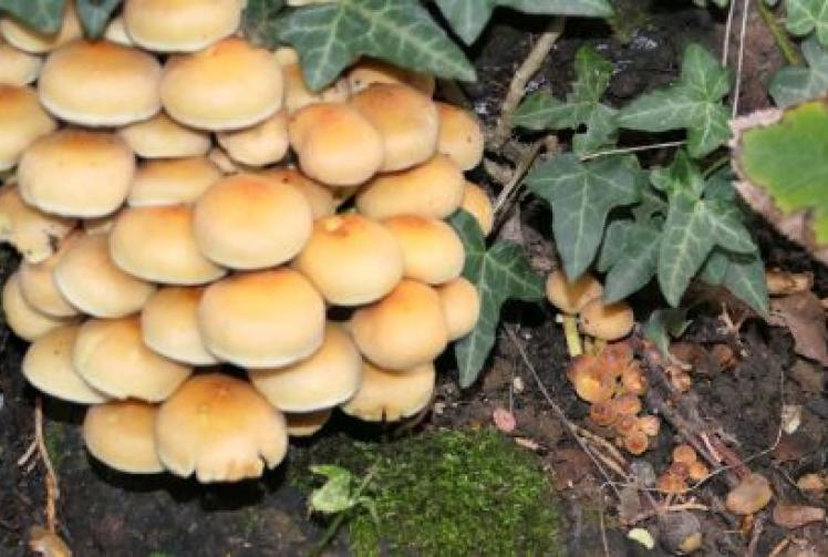 I&rsquo;m no Emily Bronte, but nature (and my betrothed) bring out poet in me