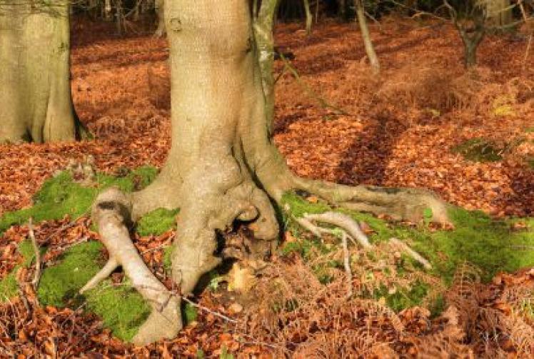 From strange roots to soaring evergreens, this is genuine woodland