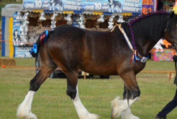 Fireworks noise made my horse shake with fright