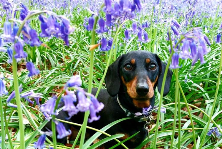 Stranger tried to take our sausage dog from garden