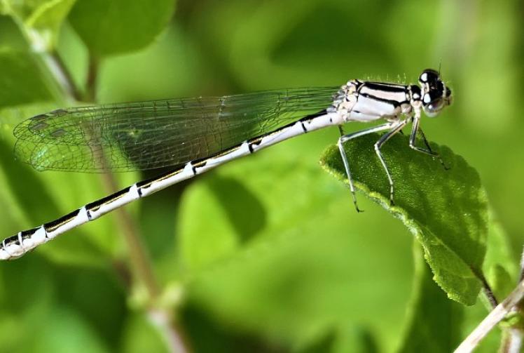 Beautiful riverside meadows are like our very own Garden of Eden