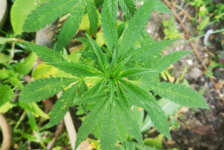 Dope! Police searching for cannabis farm on river go to wrong island