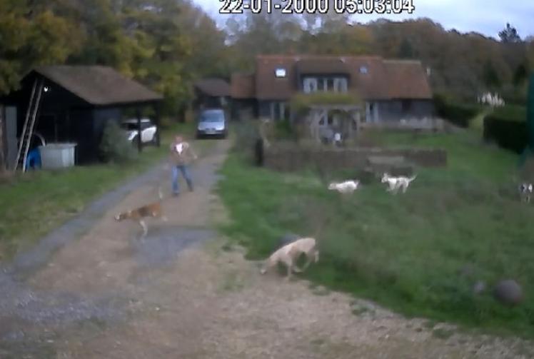 I was invaded by hunt dogs