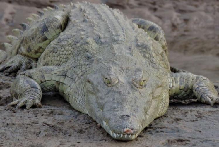 Around the Women's Institutes 