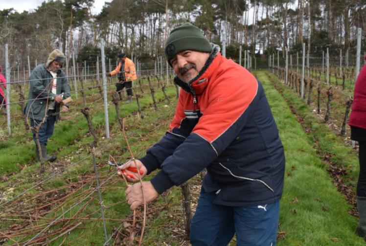 Foreign workers in short supply says vineyard boss