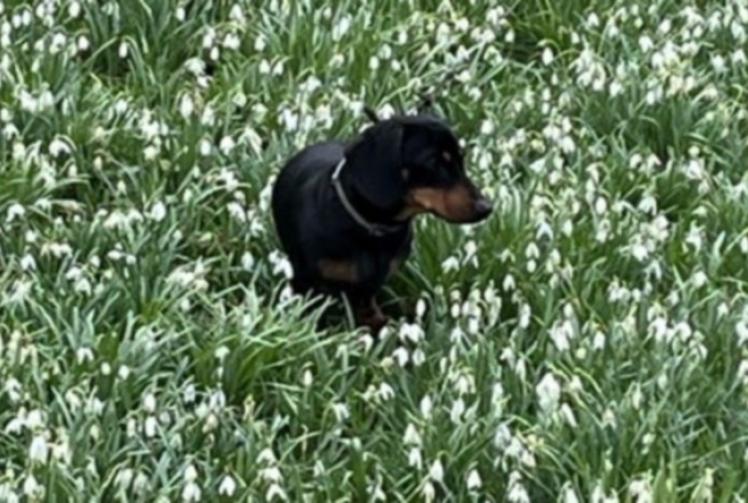 Snowdrops raise record amount