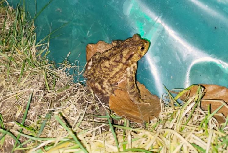 Toads back in wood as migration finishes