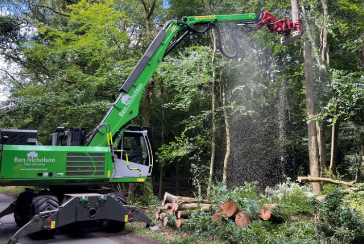 200 trees being felled due to ash dieback disease