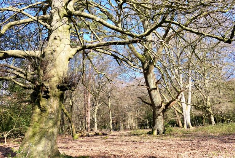 Gorgeous old trees warm my heart on very cold winter’s day