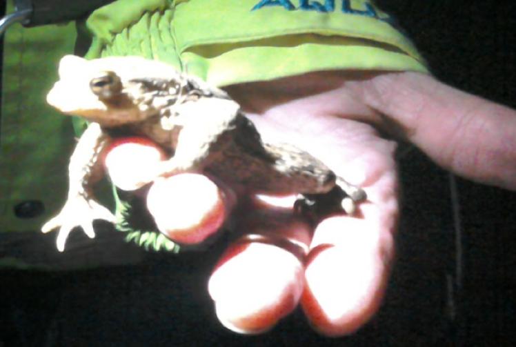 Thousands of spawning toads on Valentine’s night