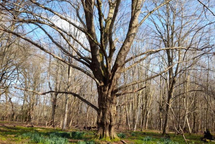 Emergence of spring makes me long for sights and sounds of summer