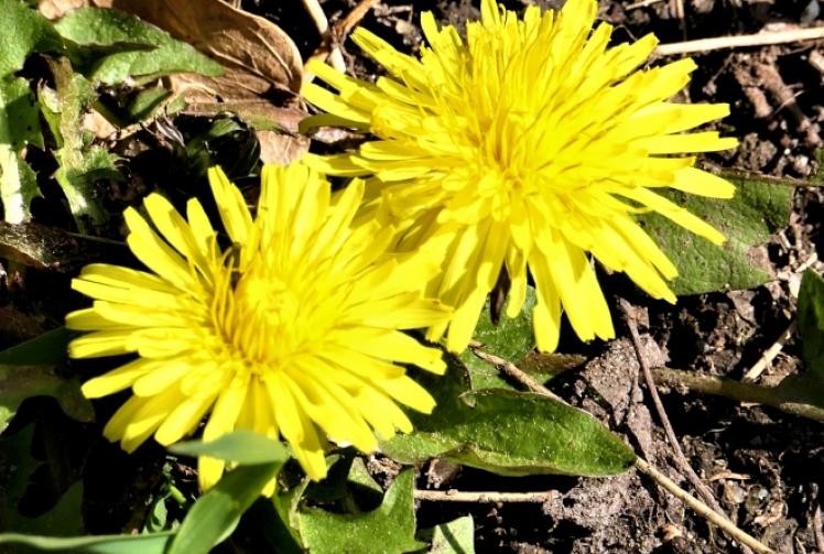 From birdsong to flowers and trees, signs of spring are everywhere