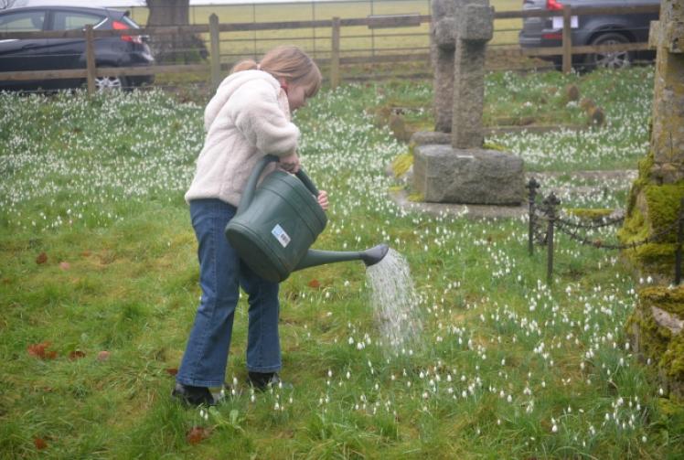 ‘Highwayman’ blesses snowdrops
